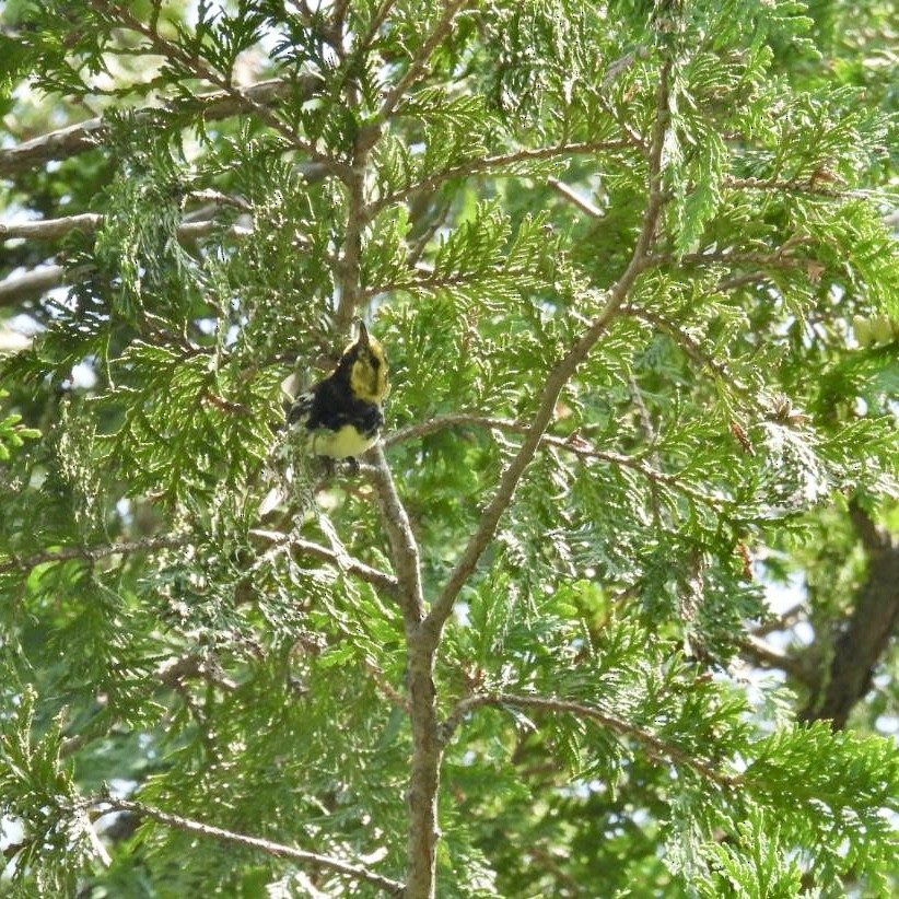 Black-throated Green Warbler - ML603537261