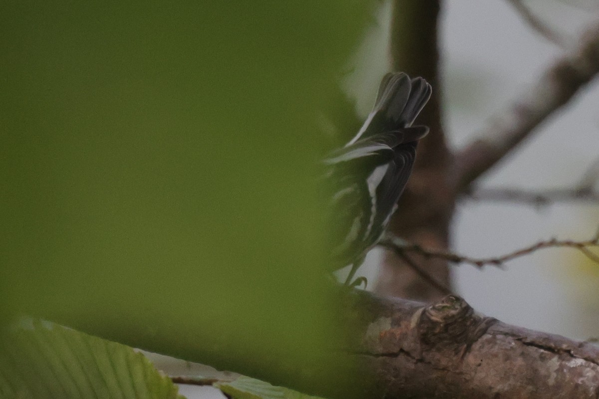 Black-and-white Warbler - ML603537751