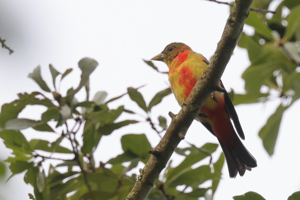 Scarlet Tanager - ML603538281