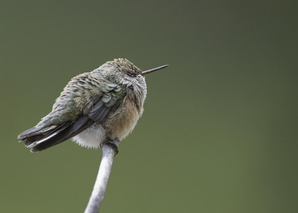 Calliope Hummingbird - ML603540471