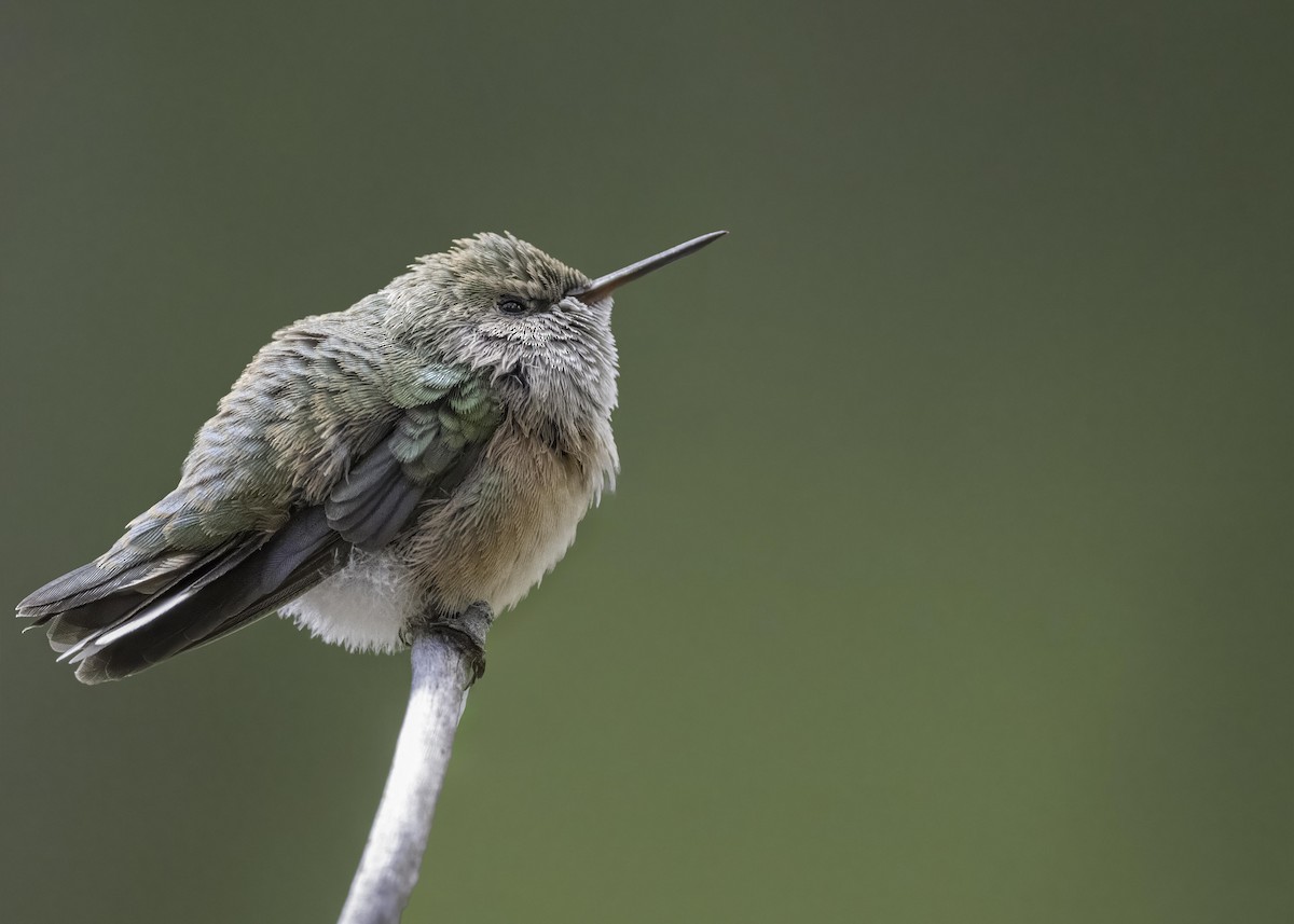 Calliope Hummingbird - ML603540491