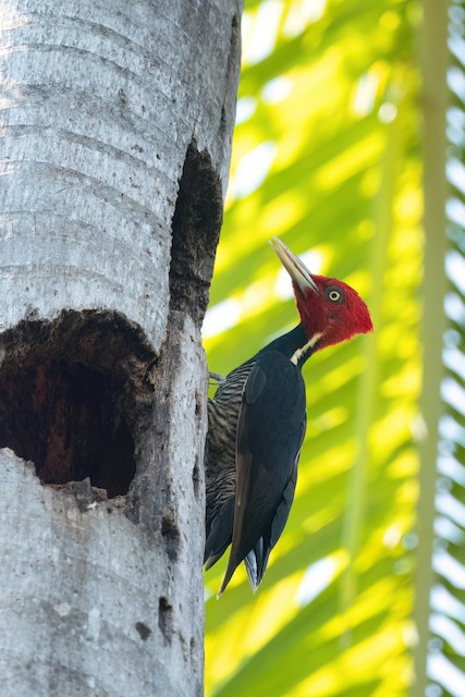 Pale-billed Woodpecker