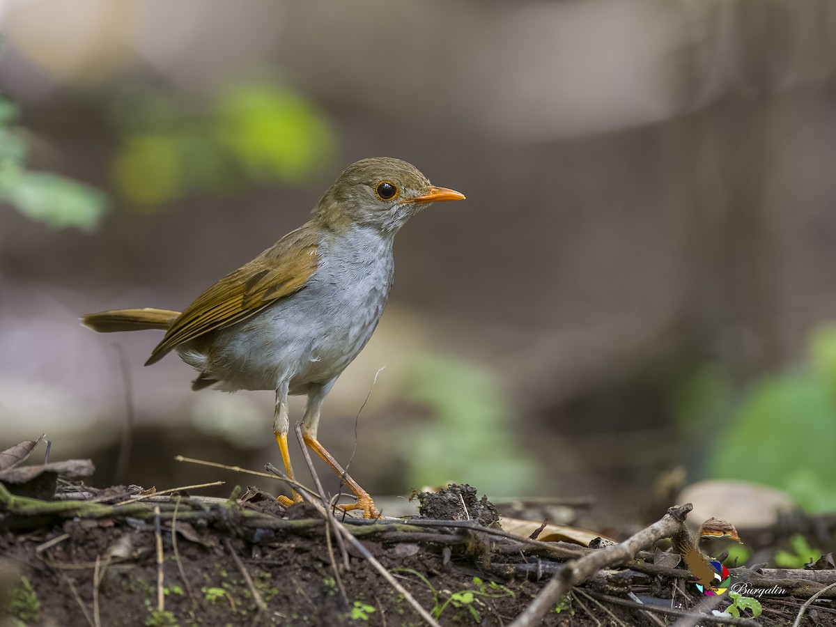 Orange-billed Nightingale-Thrush - fernando Burgalin Sequeria