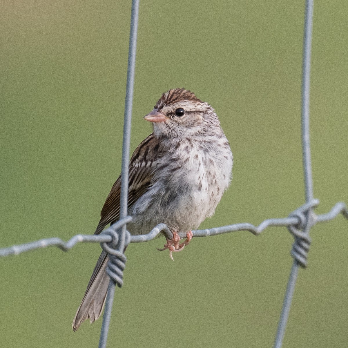 Chipping Sparrow - ML603544271