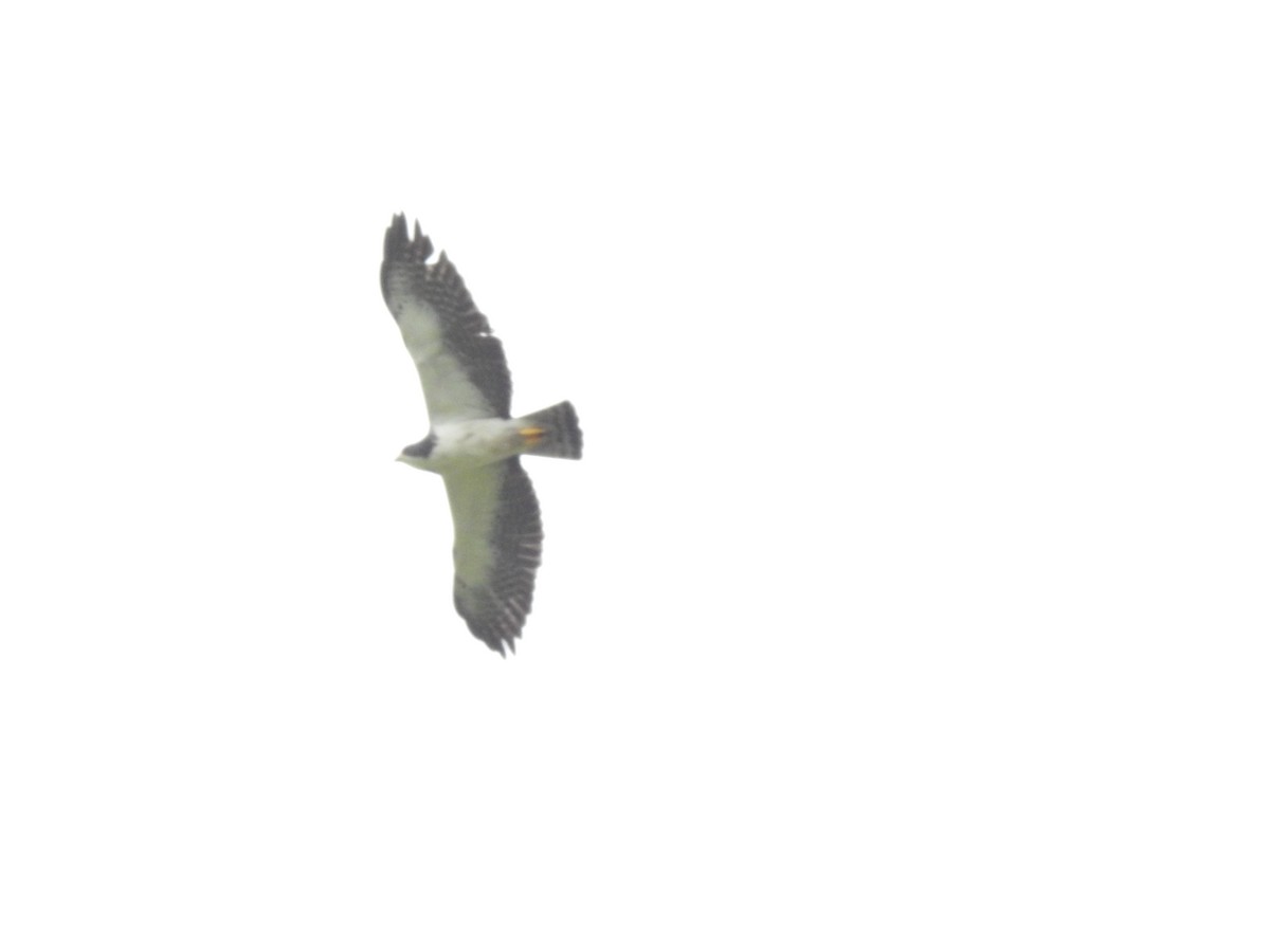 Short-tailed Hawk - ML603547331