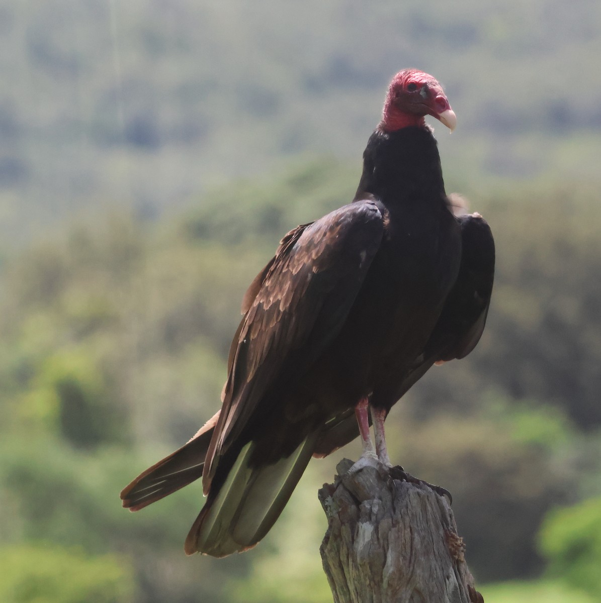 Turkey Vulture - ML603547641