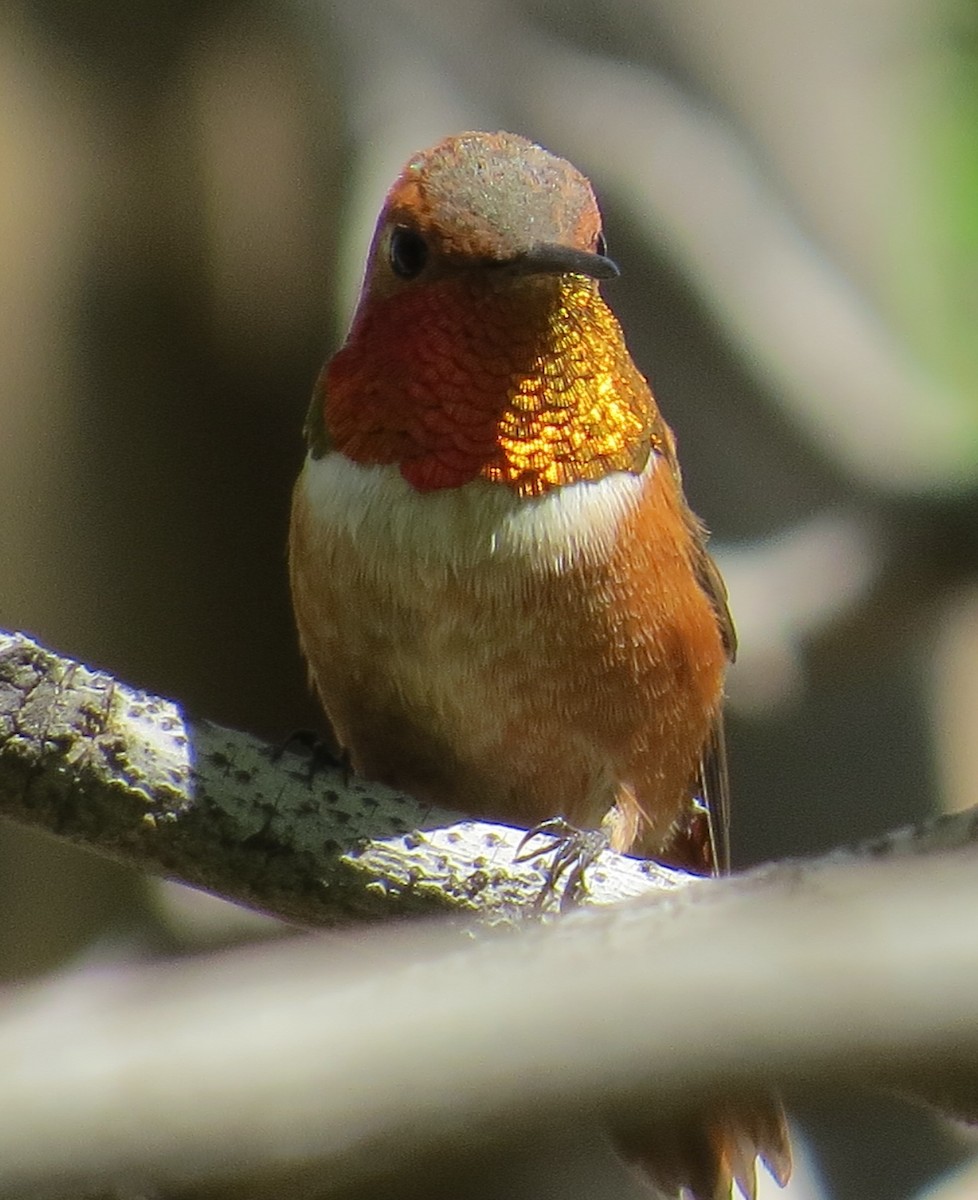 Rufous Hummingbird - Howard King