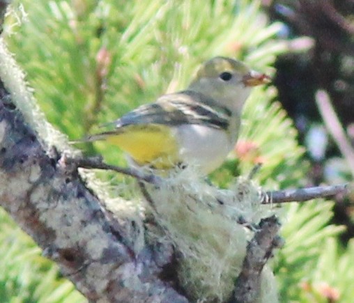 Western Tanager - ML603553301