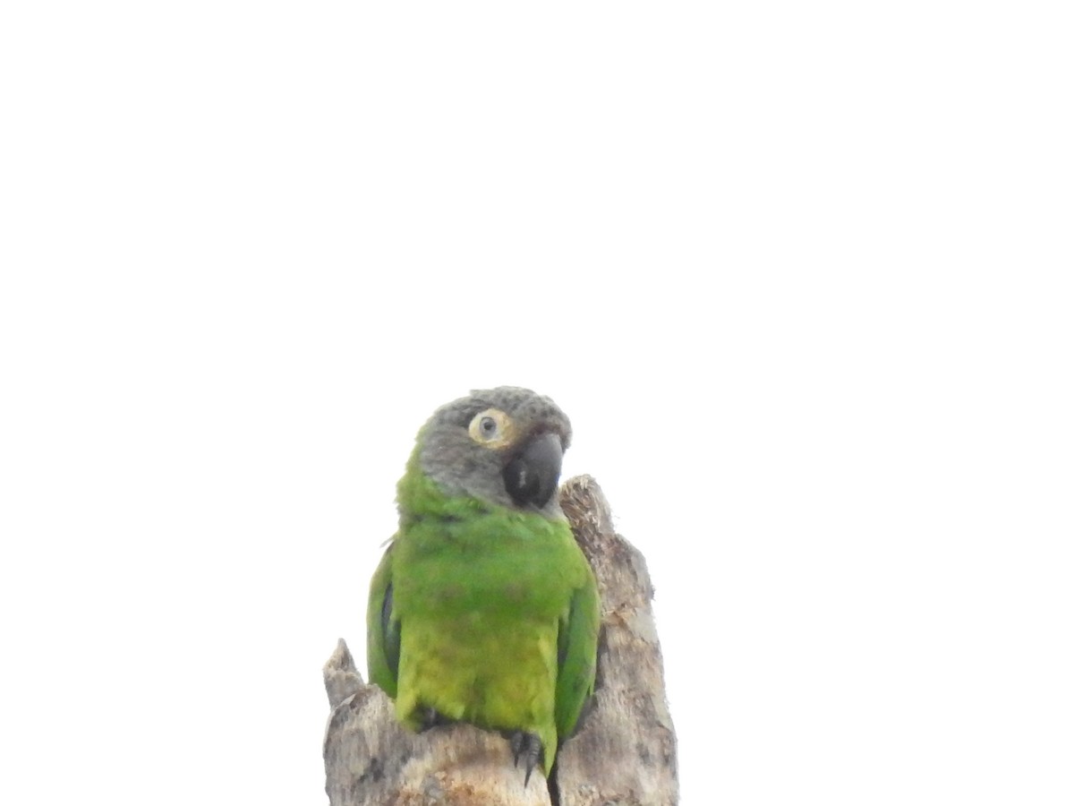 Dusky-headed Parakeet - ML603553581
