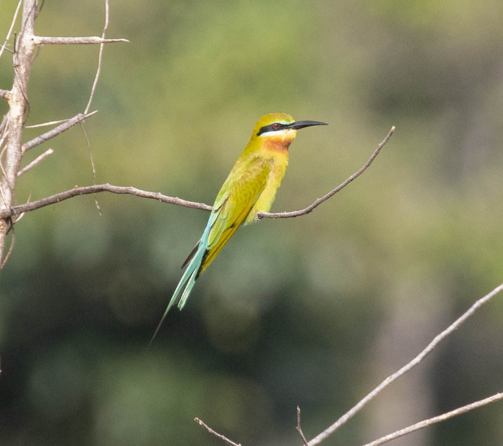 Blue-tailed Bee-eater - ML603555101