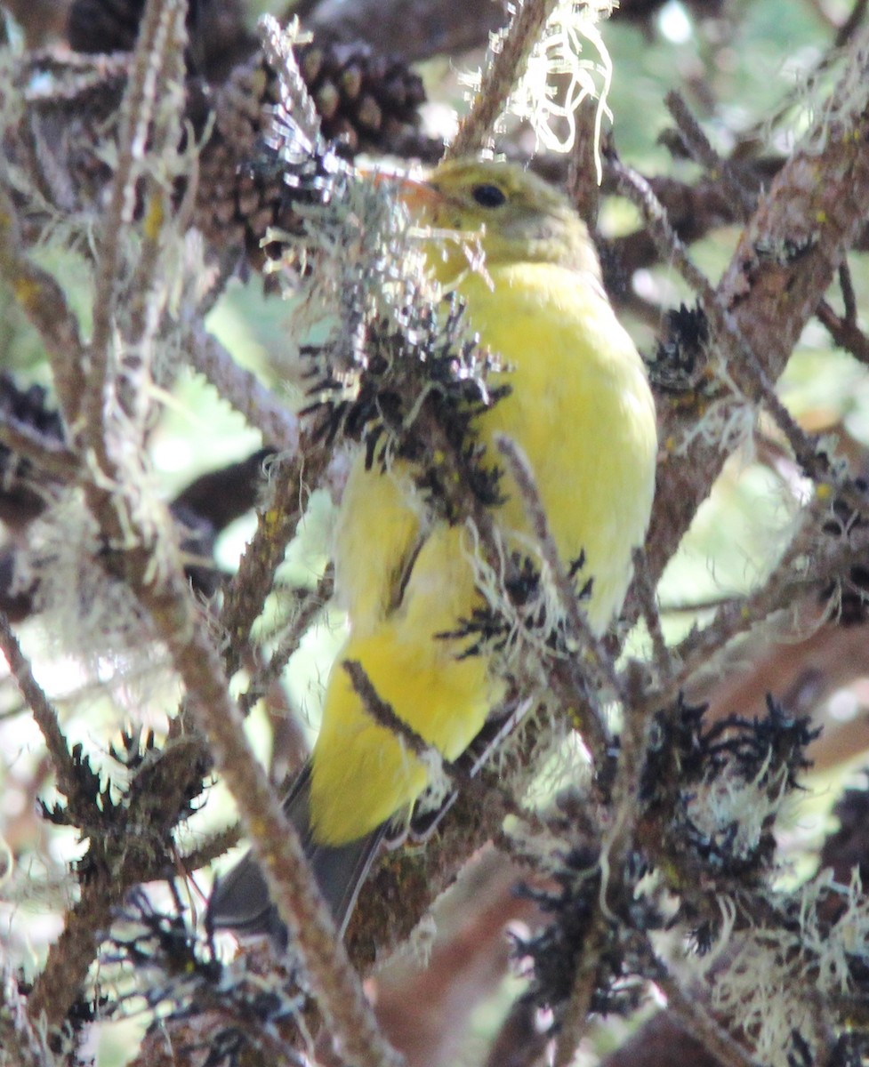 Western Tanager - ML603555471