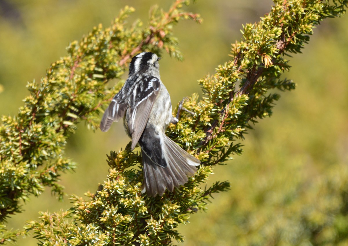Black-and-white Warbler - ML60355561