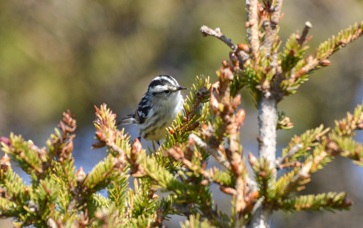 Black-and-white Warbler - ML60355571