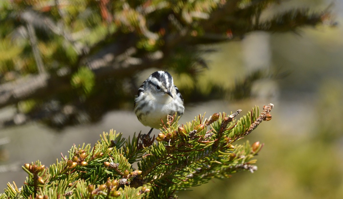 Black-and-white Warbler - Kathy Marche