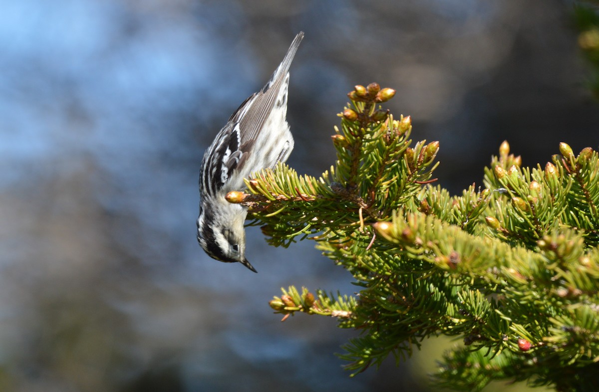 Black-and-white Warbler - ML60355591