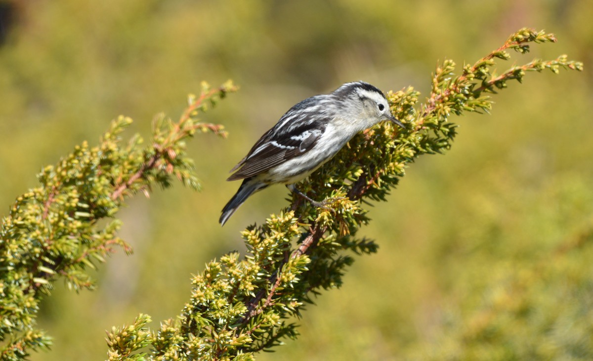 Black-and-white Warbler - ML60355601