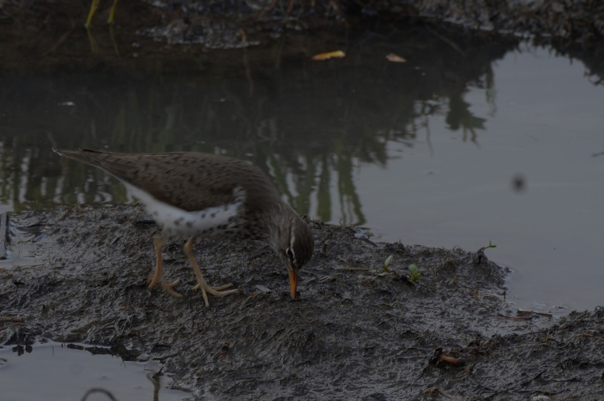 Spotted Sandpiper - Rick Beaudon
