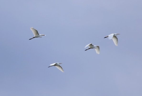 Great Egret - Phillip Odum
