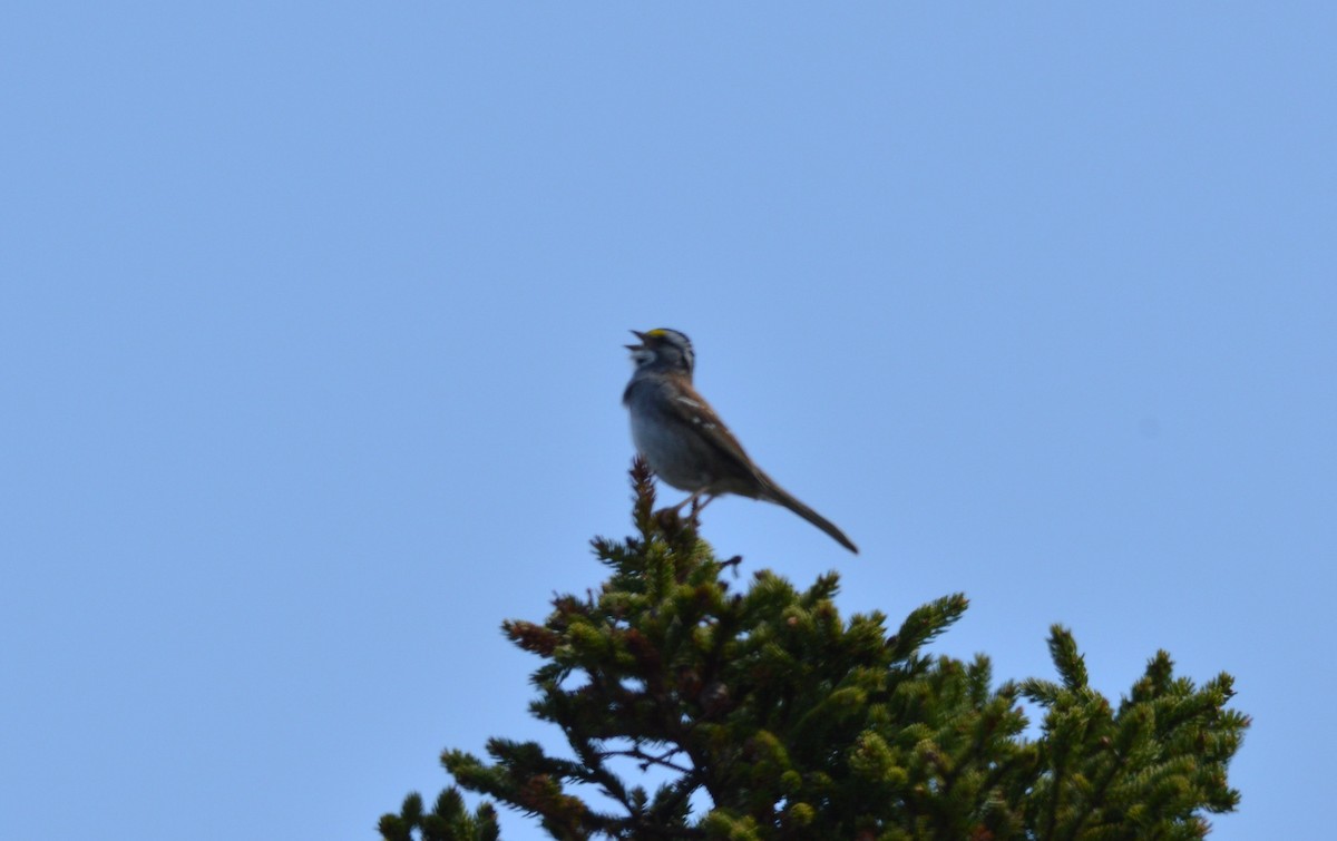 White-throated Sparrow - ML60356271