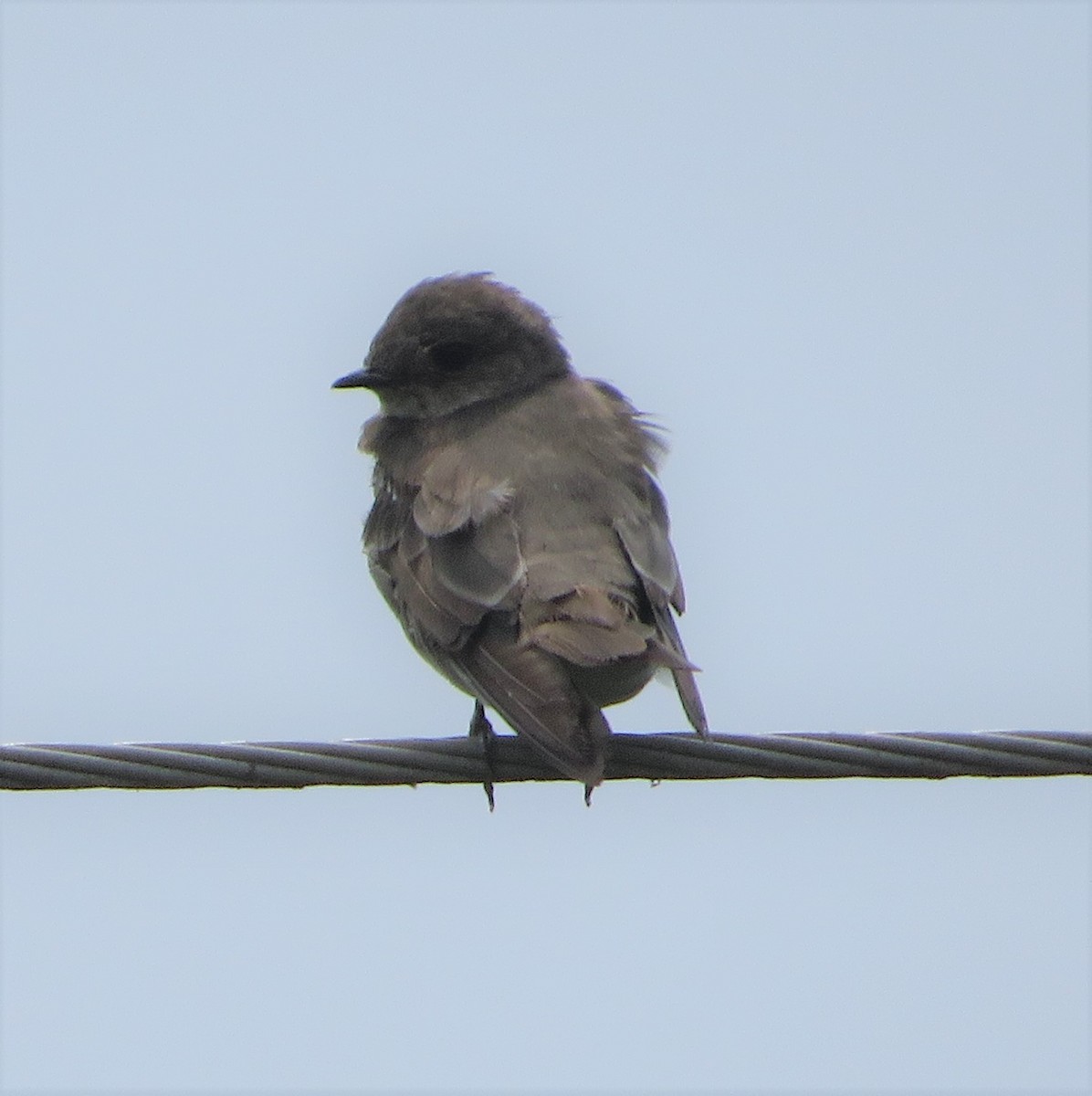 Northern Rough-winged Swallow - ML603565971