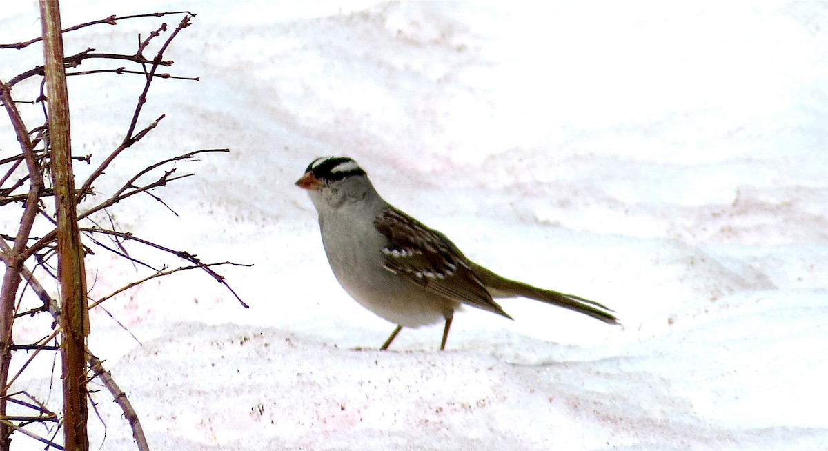 White-crowned Sparrow (Dark-lored) - ML60356751