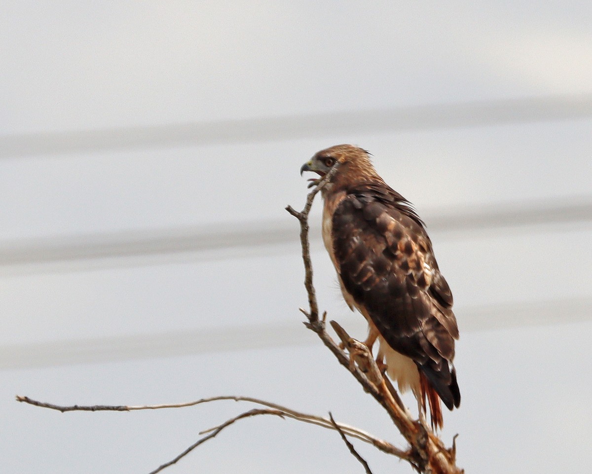 Red-tailed Hawk - ML603568731