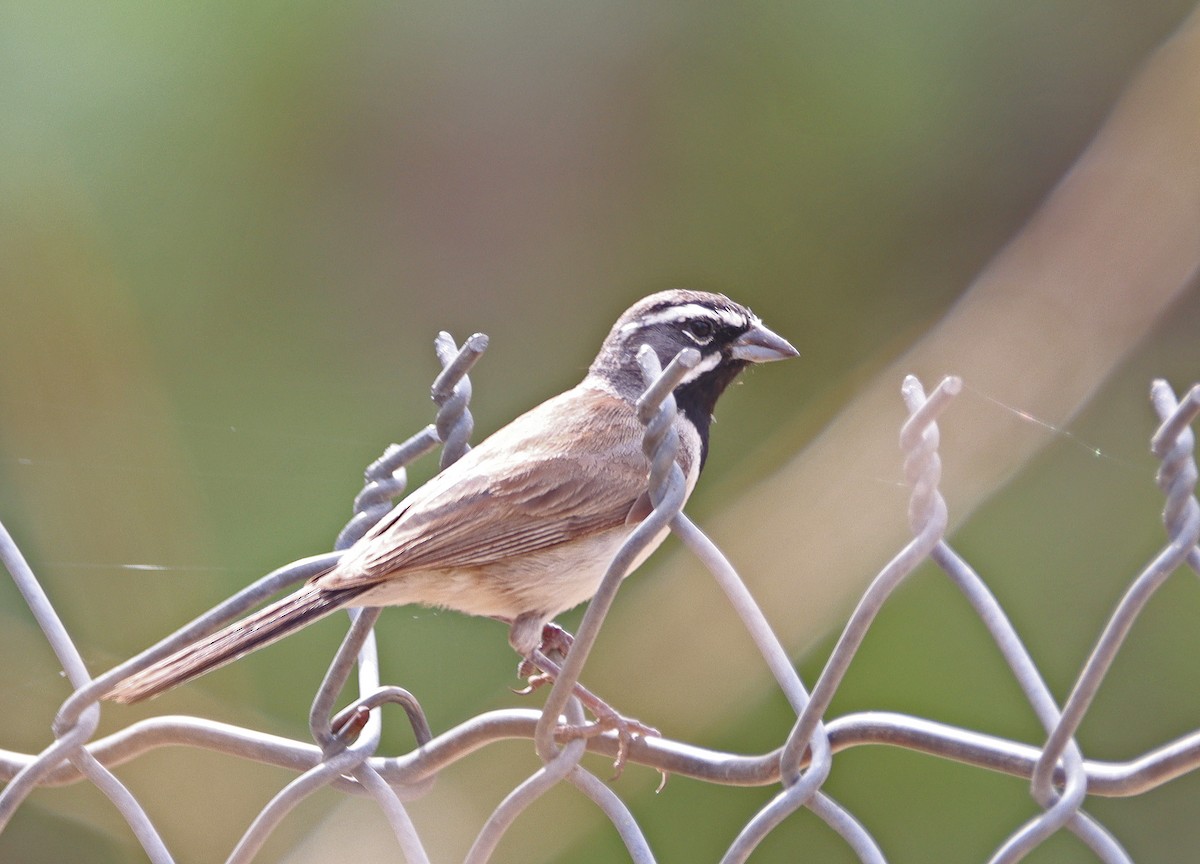 Black-throated Sparrow - ML603568781