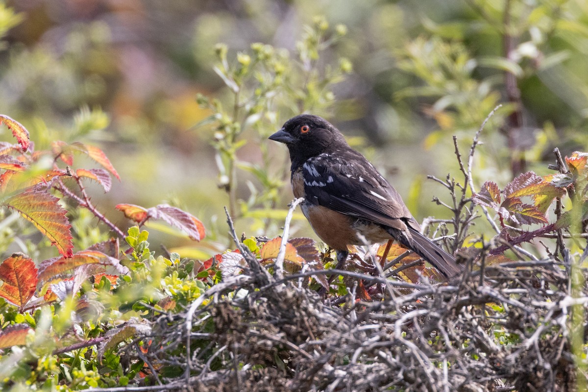 Spotted Towhee - Patrick Robinson