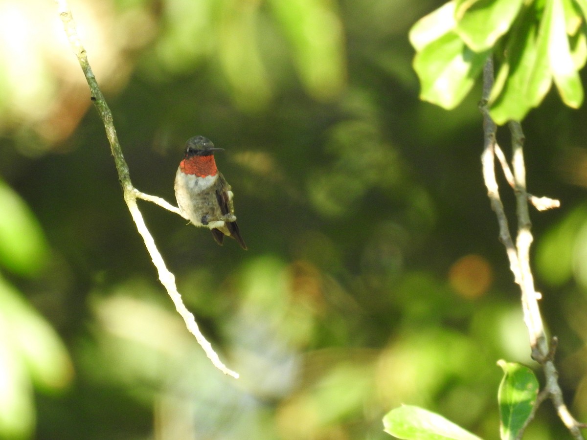 Рубиновогорлый колибри - ML603570301