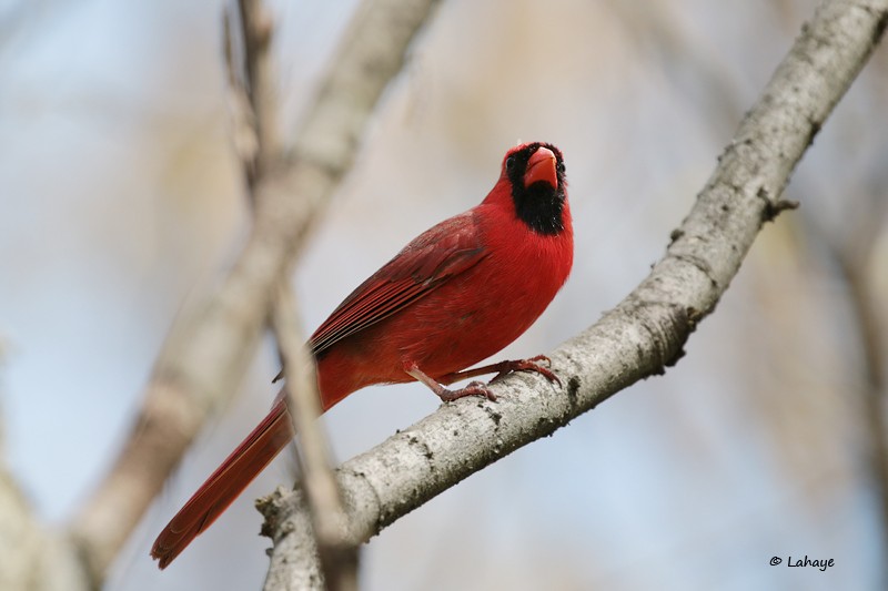 Northern Cardinal - CELINE LAHAYE