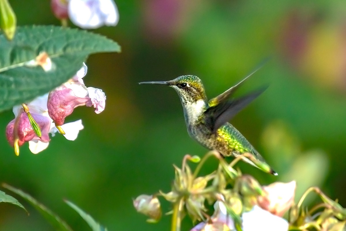 Ruby-throated Hummingbird - Calvin S