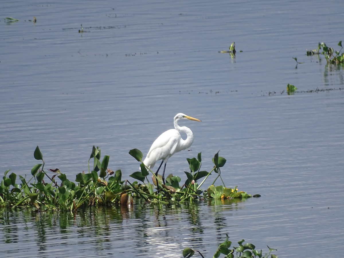 Great Egret - Lilian Ponce