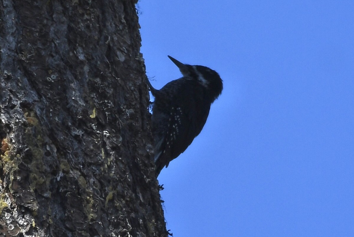 Black-backed Woodpecker - ML603577931