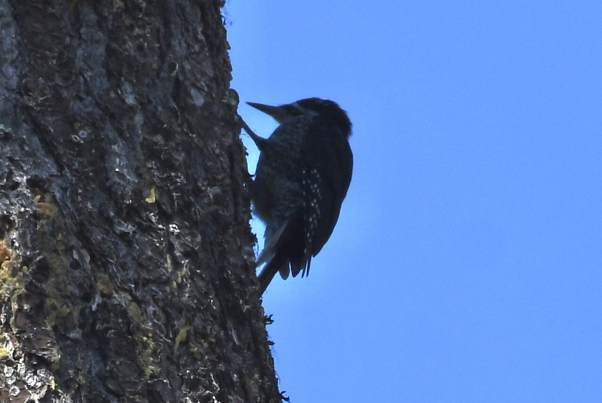 Black-backed Woodpecker - ML603577941