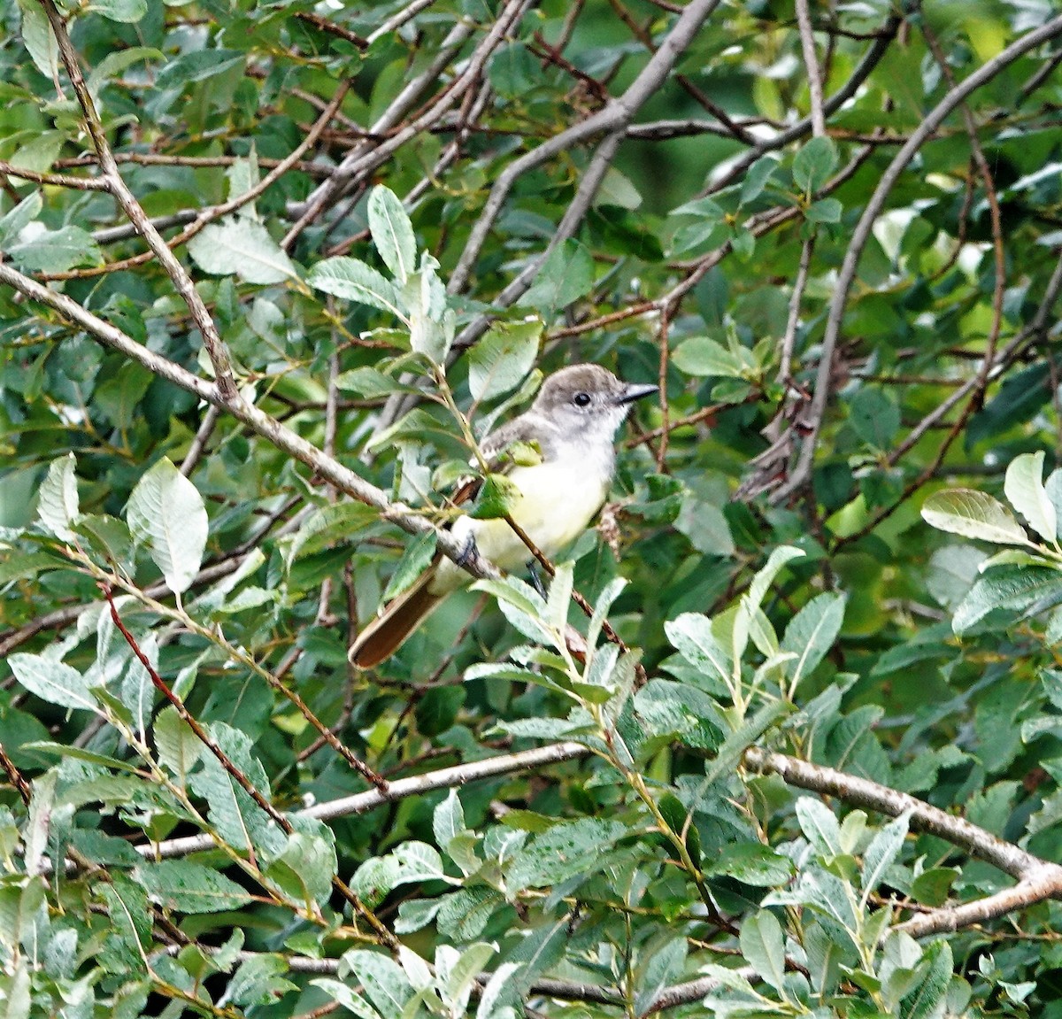 Great Crested Flycatcher - ML603578471