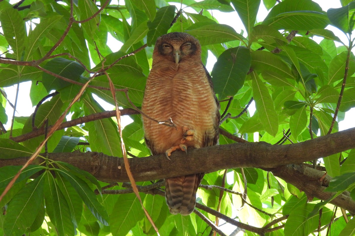 Rufous Owl - ML603589221