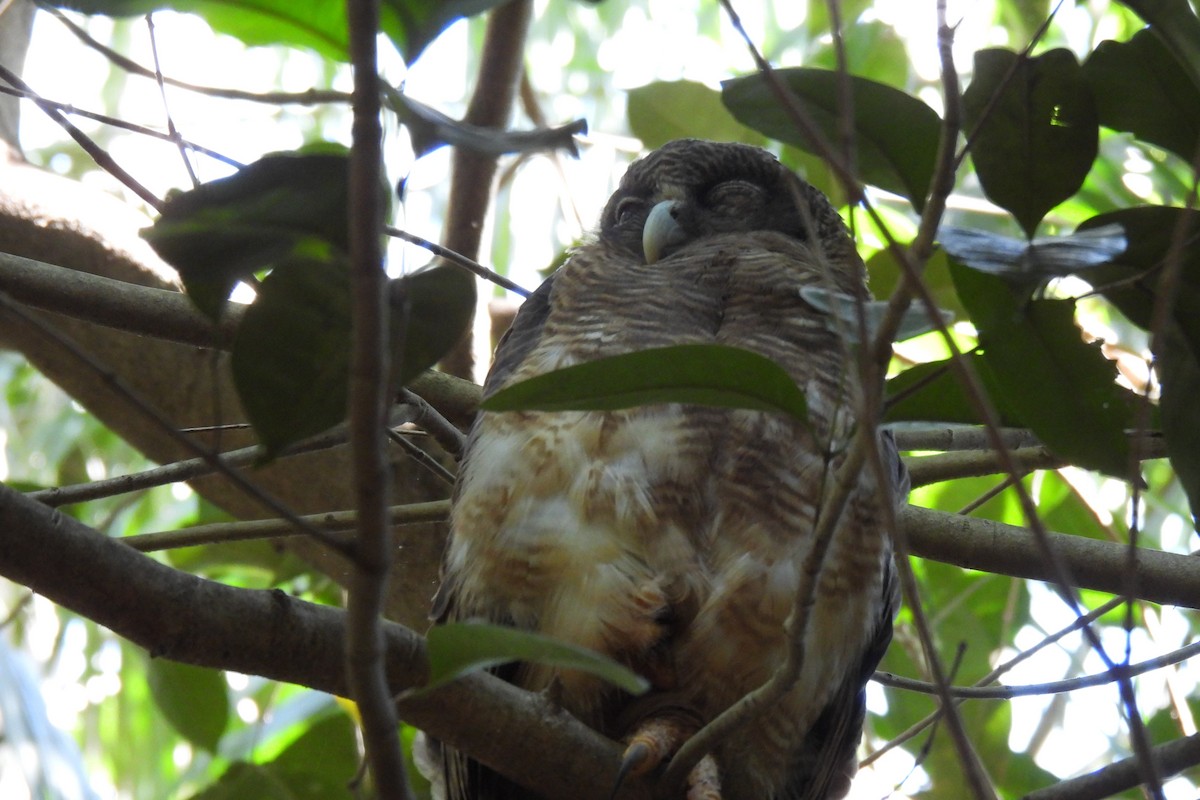Rufous Owl - ML603589241