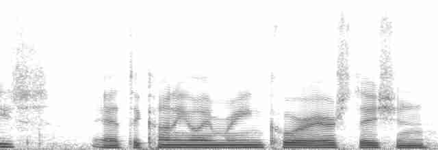 Красноногая олуша (rubripes) - ML6036