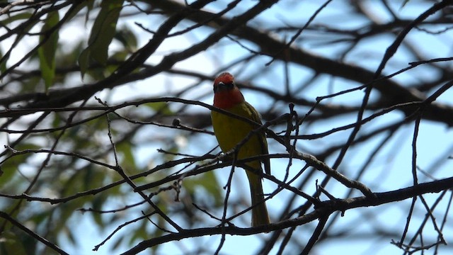 Red-headed Tanager - ML603601761