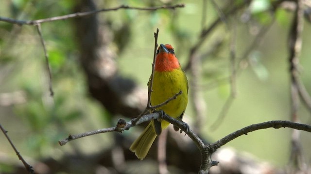 Red-headed Tanager - ML603601911