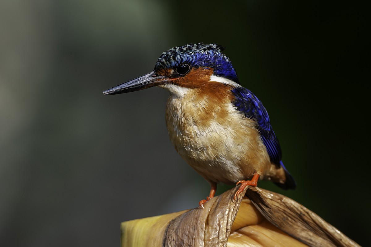 Malagasy Kingfisher - ML603602411