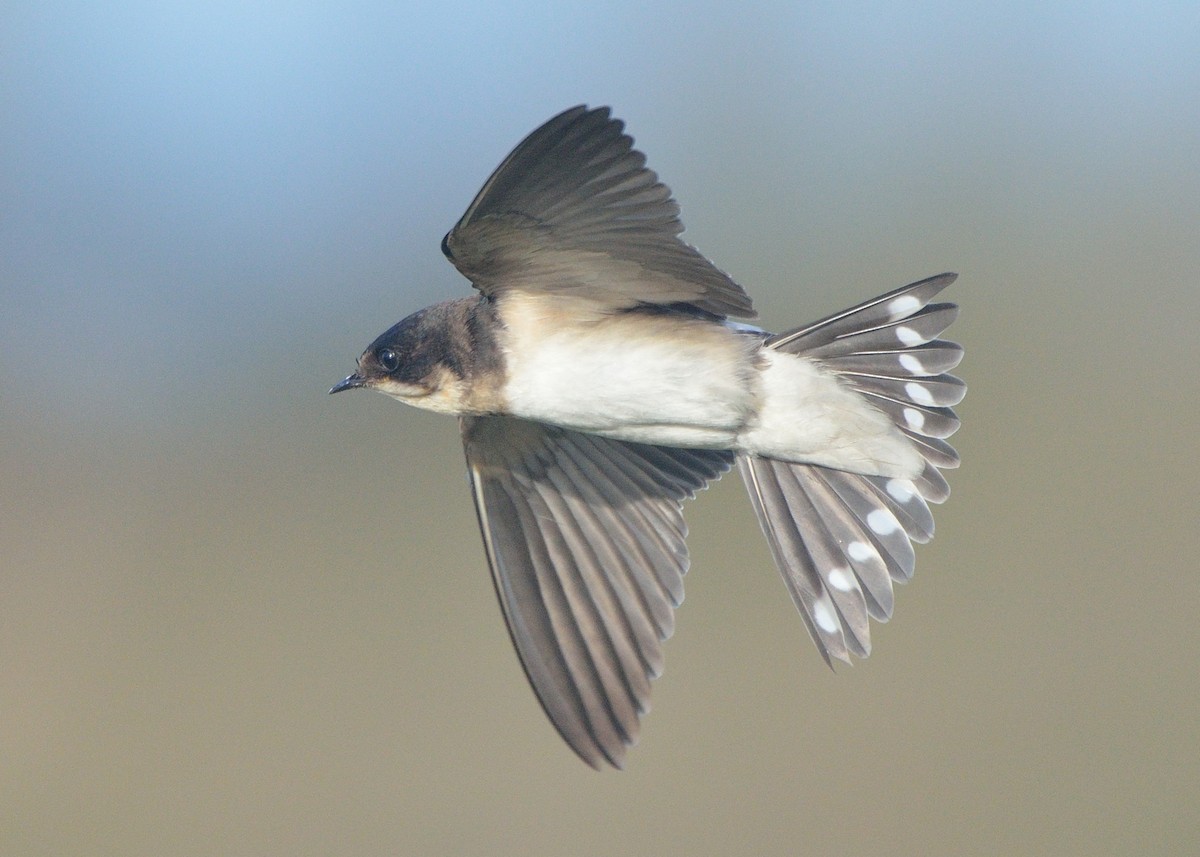 Barn Swallow - ML603602731