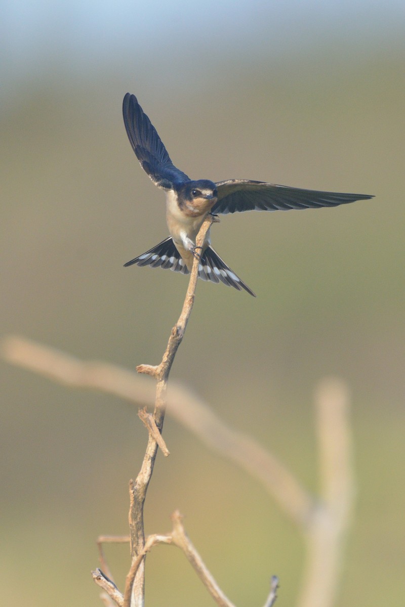 Barn Swallow - ML603602741