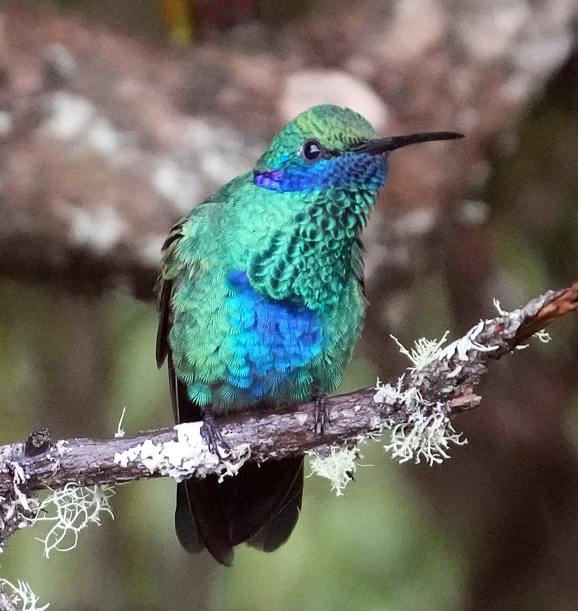 kolibřík modrolící - ML603603551