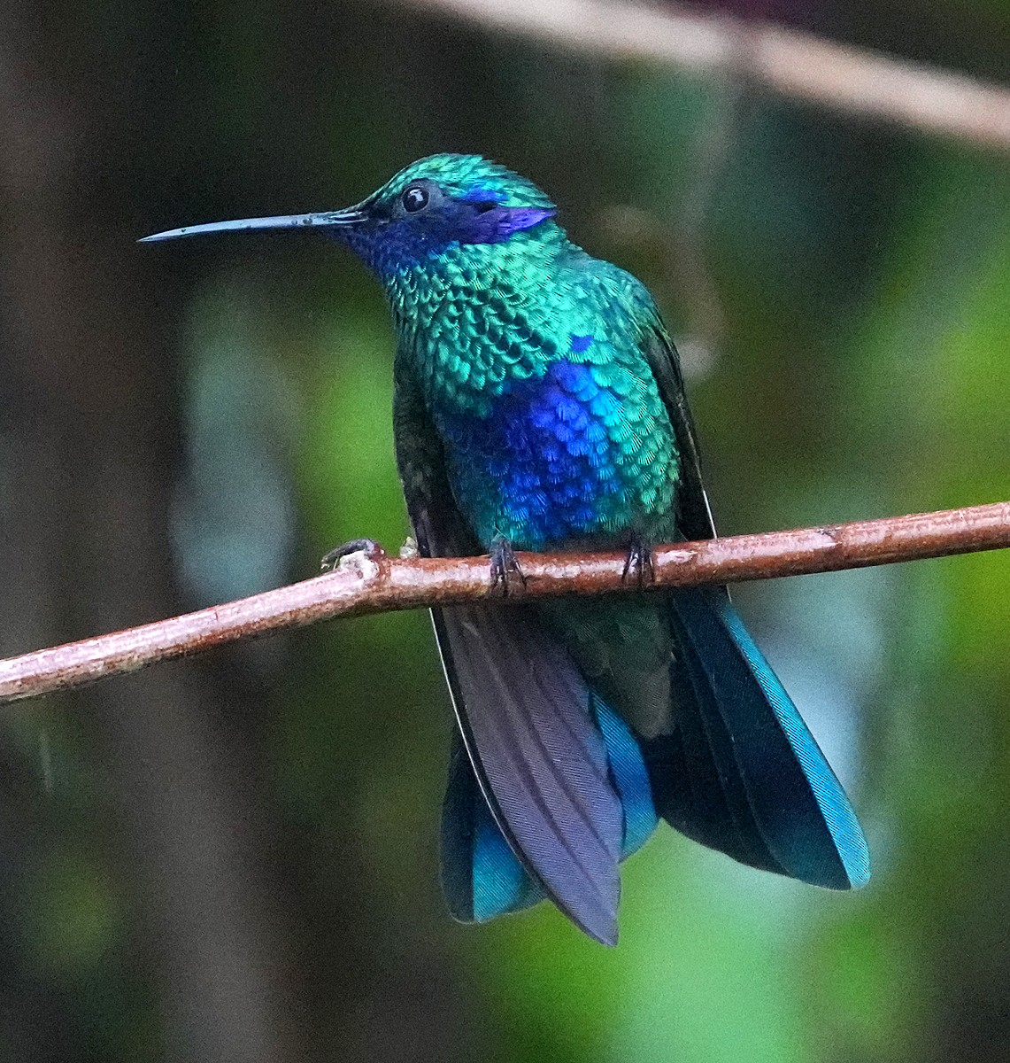 kolibřík modrolící - ML603603561