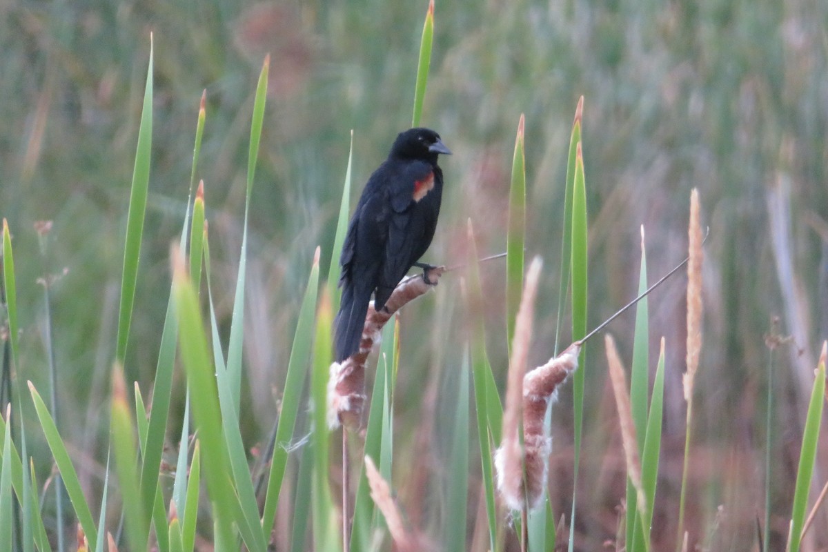 Red-winged Blackbird - Judy  Cagle