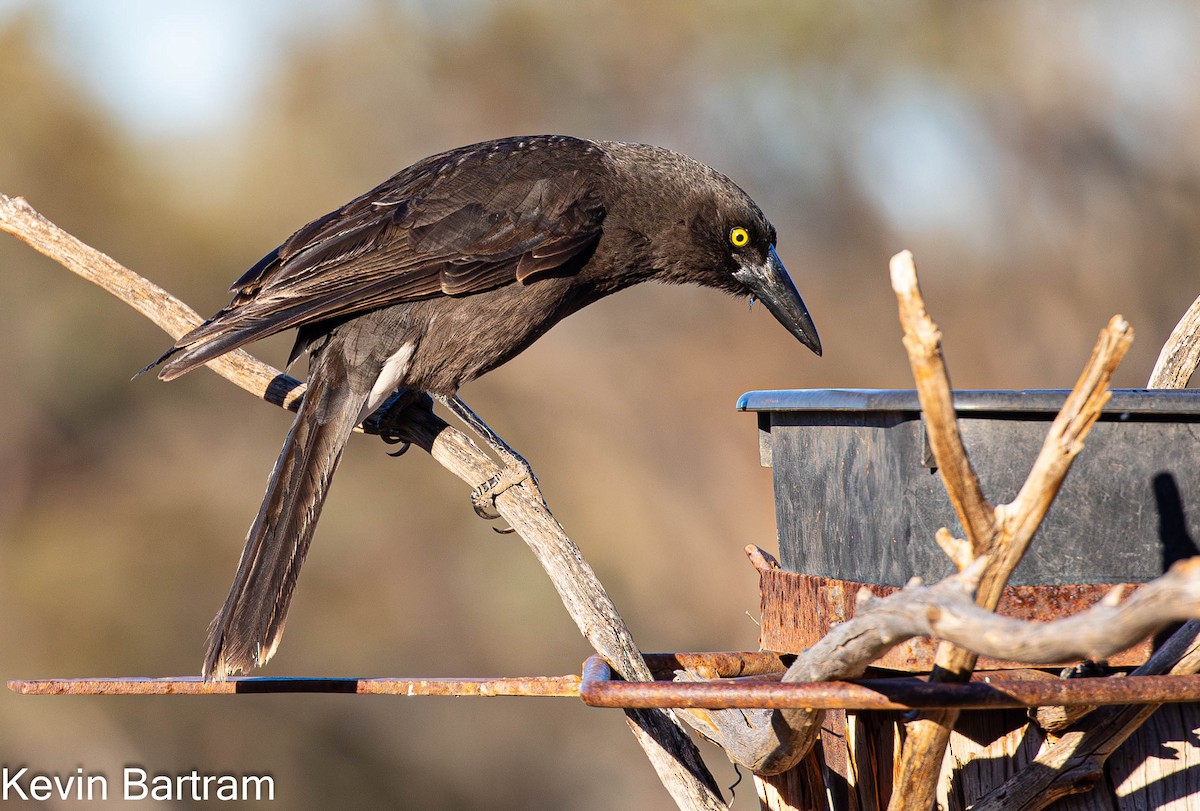 Gray Currawong (Black-winged) - Kevin Bartram