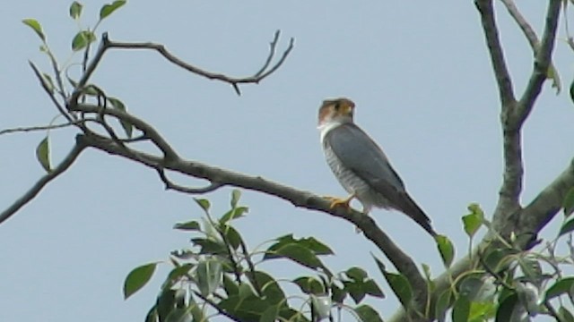 Red-necked Falcon - ML603610091