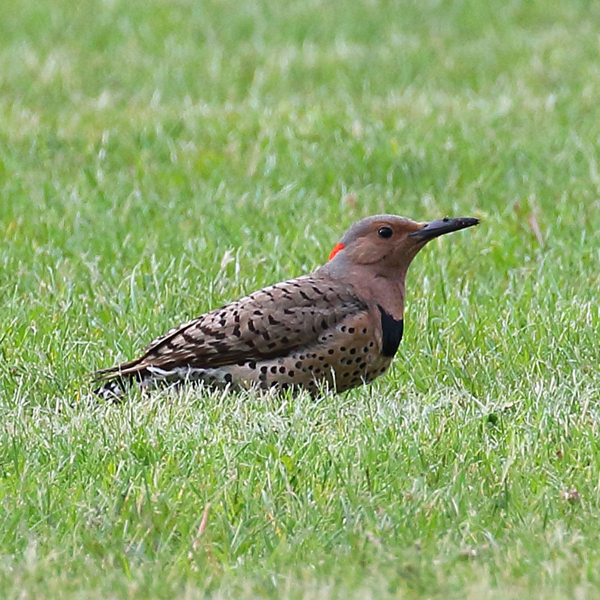 Northern Flicker (Yellow-shafted) - Dan Vickers