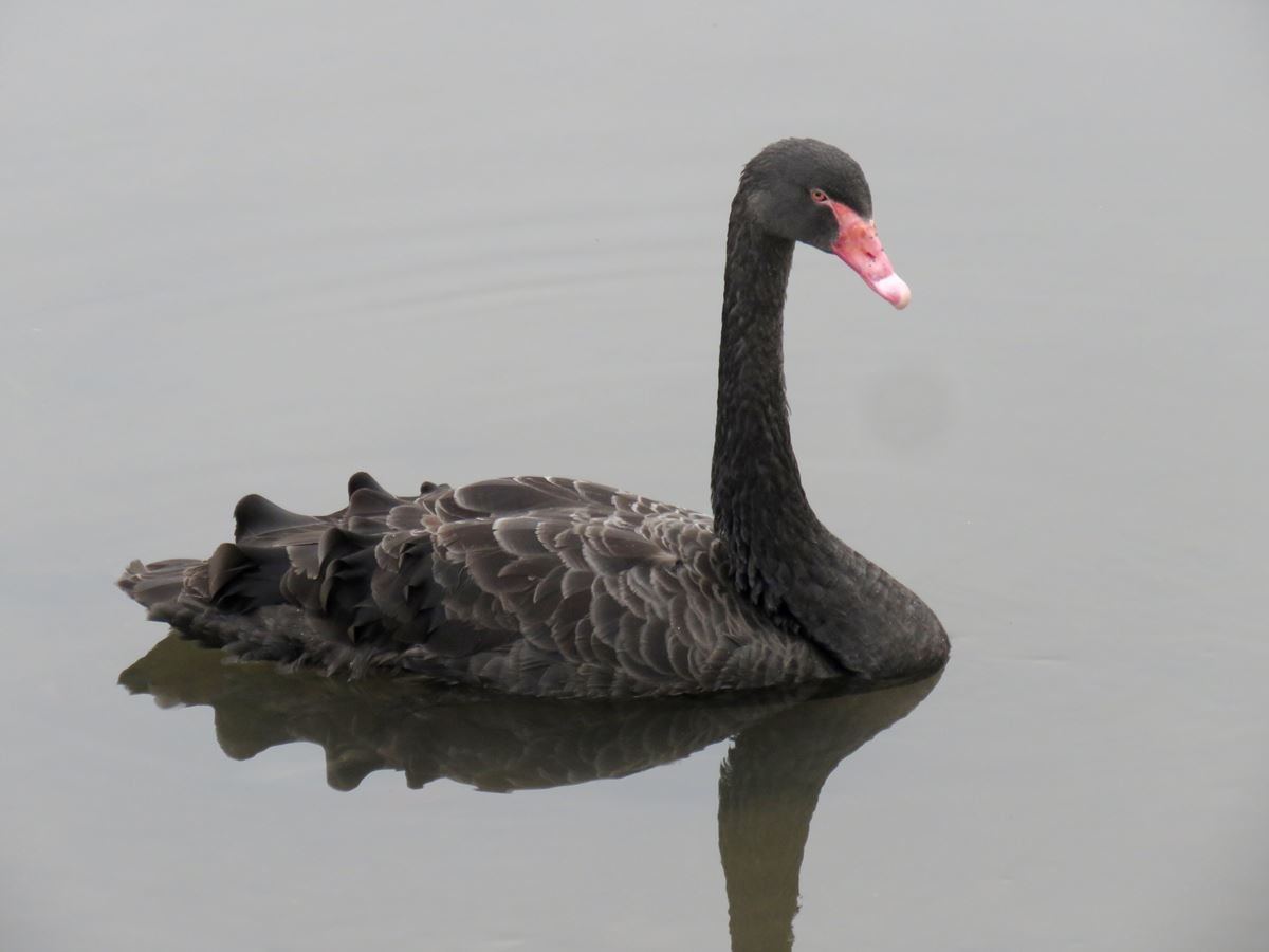 Black Swan - ML603614561